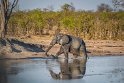 092 Zimbabwe, Hwange NP, olifant